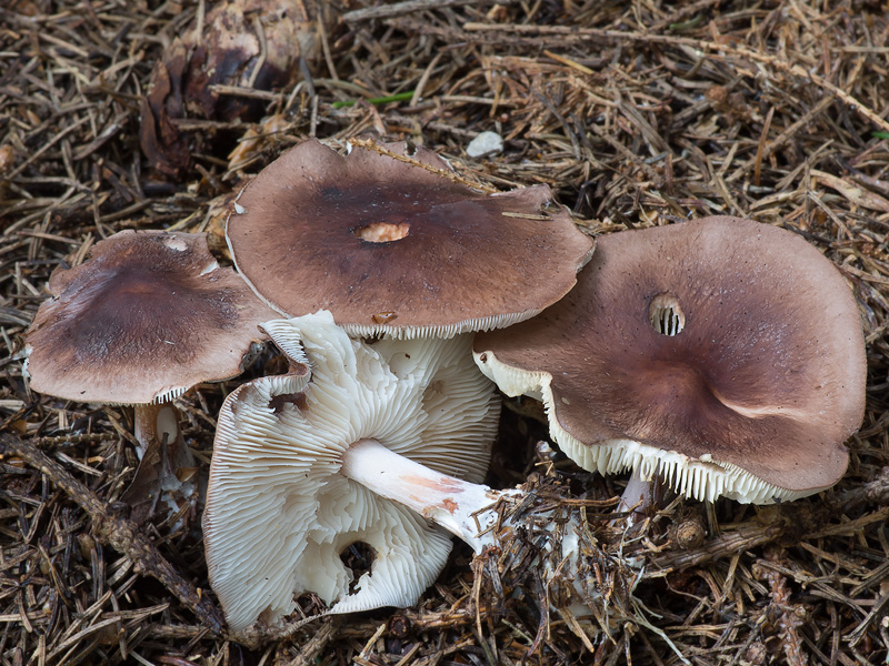 Rhodocollybia filamentosa